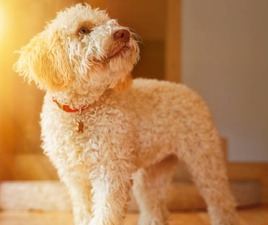 Diferencias entre el perro de aguas americano y el Lagotto Romagnolo