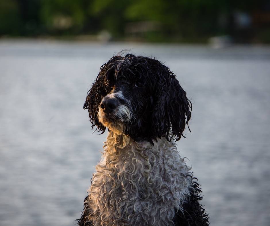 Diferencias entre el perro de aguas americano y el perro de aguas Portugués