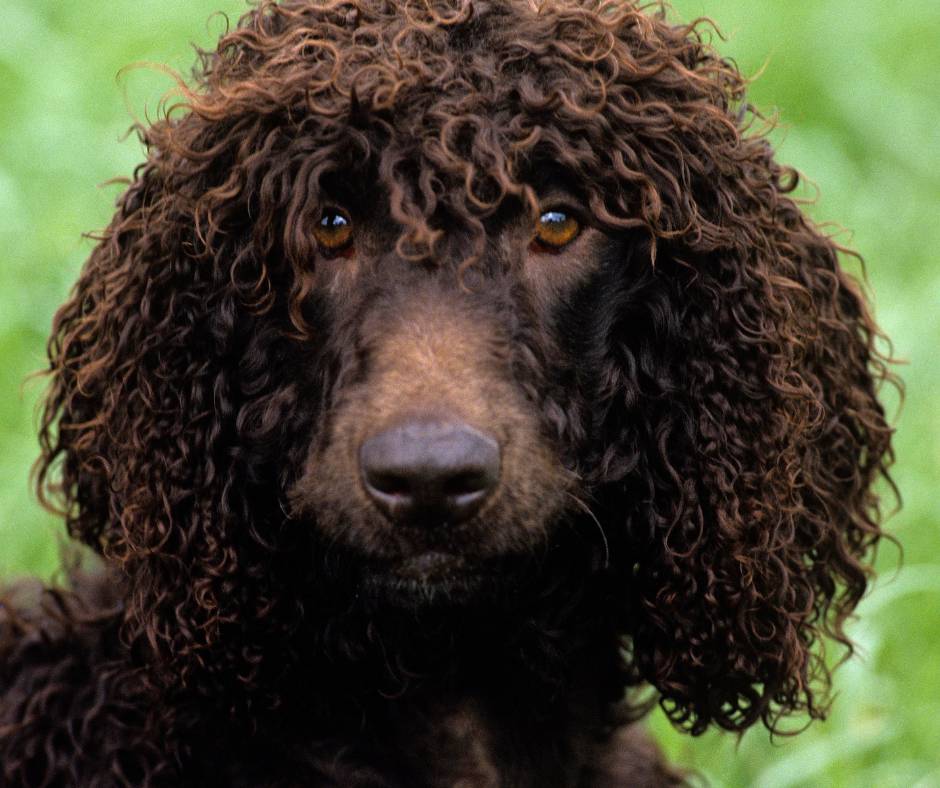 Diferencias entre el perro de aguas americano y perro de agua Irlandés