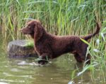 Enfermedades del perro de agua americano: lo que debes saber