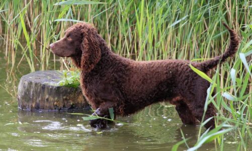 Enfermedades del perro de agua americano