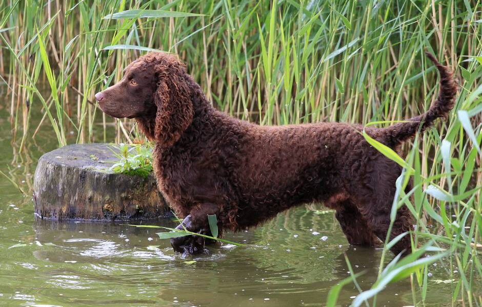 Enfermedades del perro de agua americano