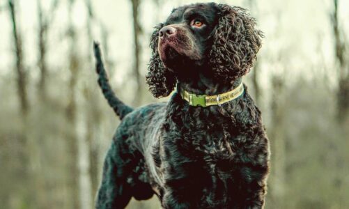 Entrenamiento y socialización perro de agua americano