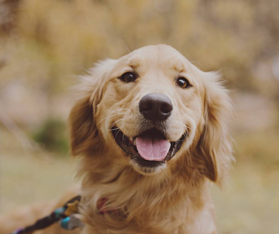 Golden retriever