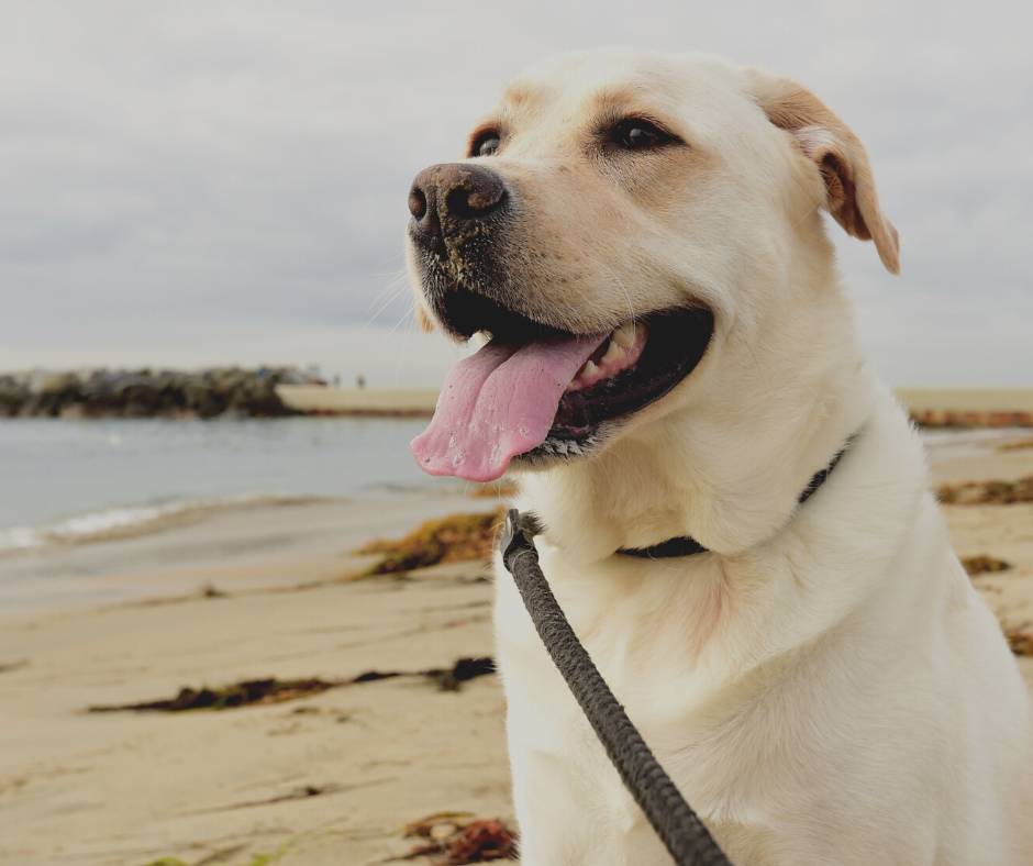 Labrador retriever