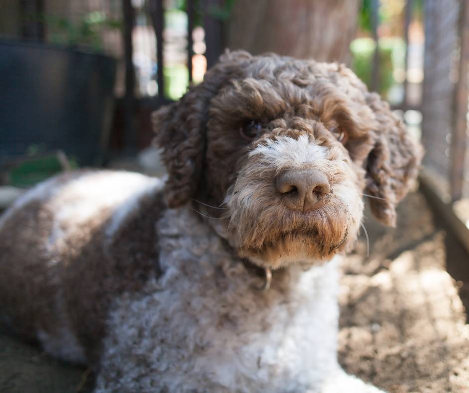 Lagotto Romagnolo