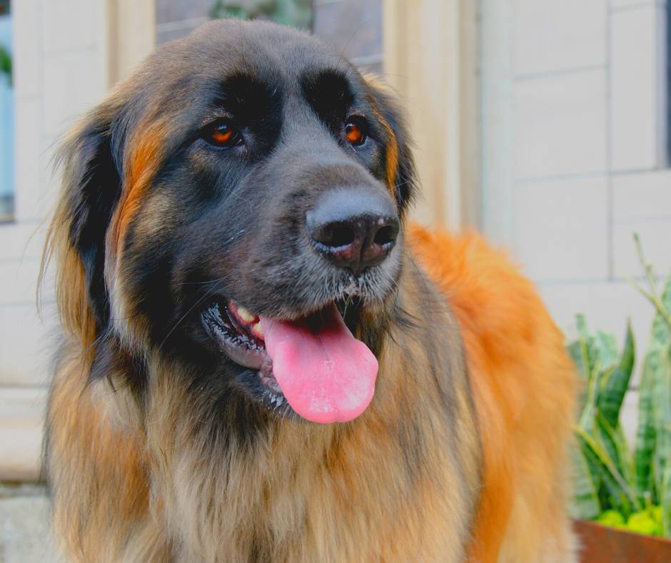 Leonberger