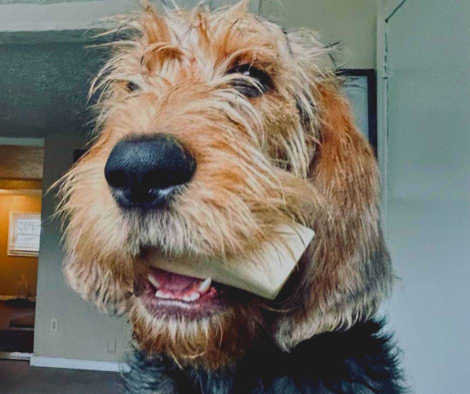 Otterhound