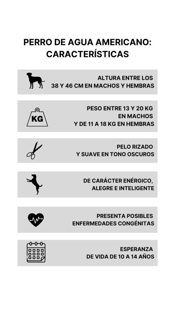 Perro de agua Americano Características