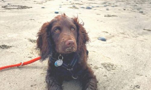 Perro de agua americano