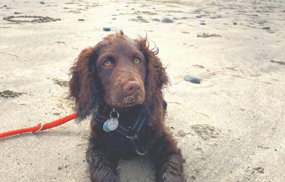 Perro de agua americano