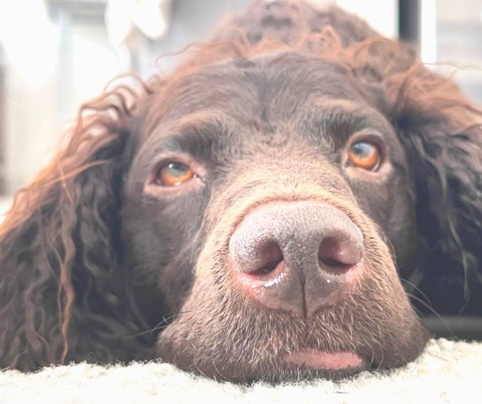 Perro de agua americano Características físicas