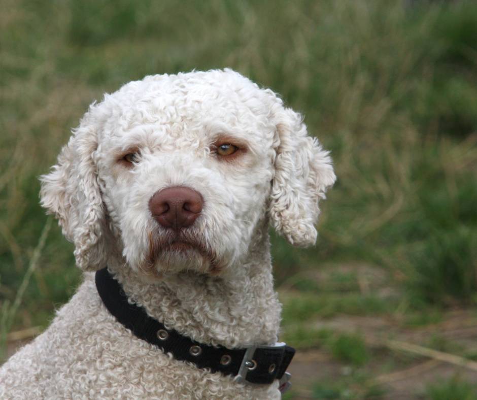 Perro de agua cantábrico