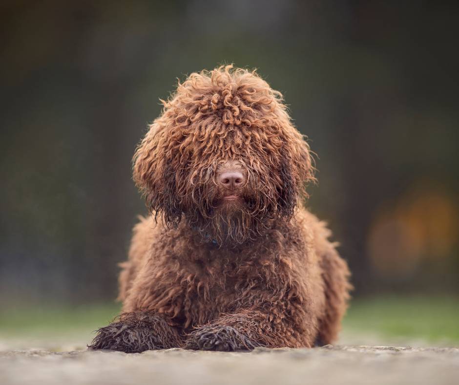 Perro de agua español