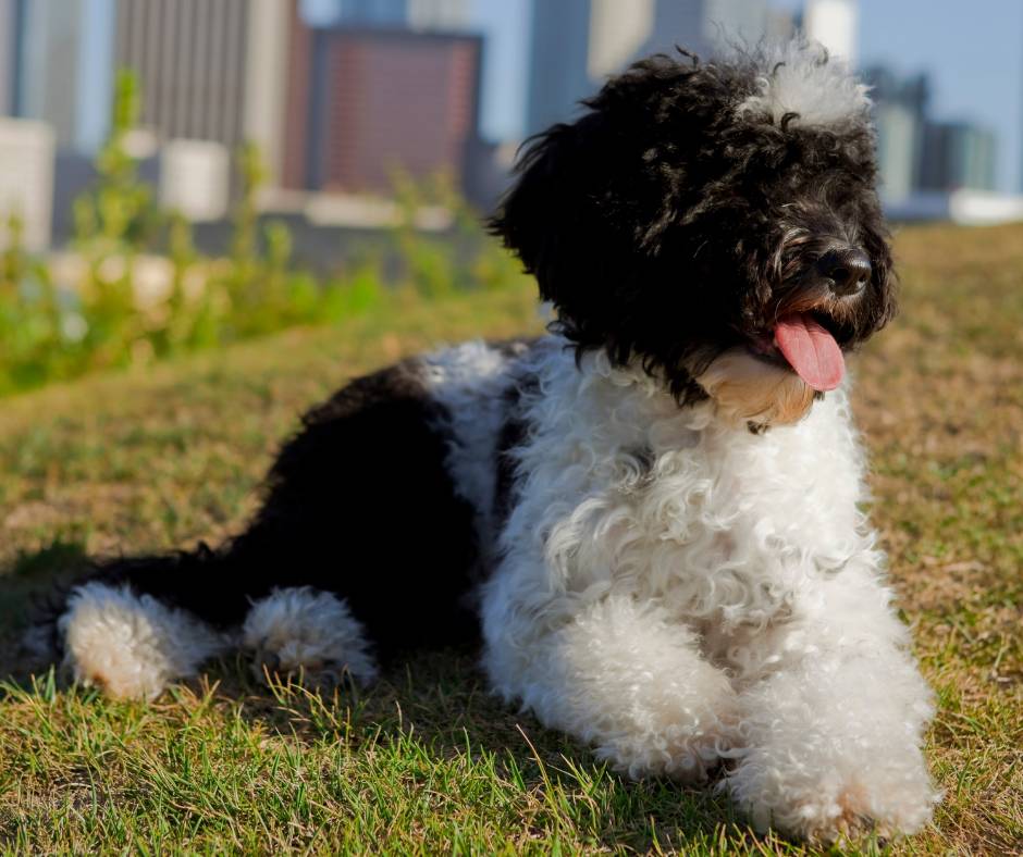 Perro de agua portugués