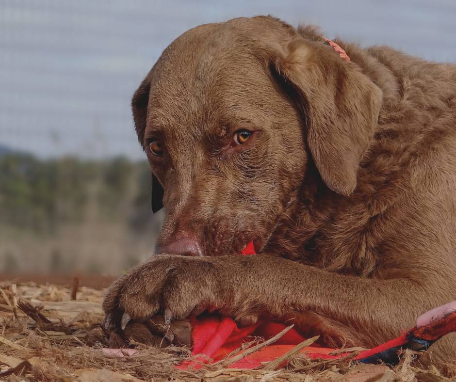 Retriever de Chesapeake