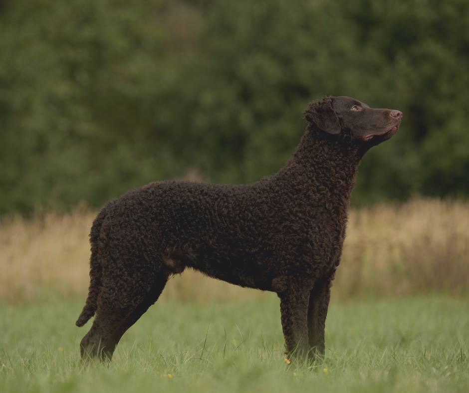 Retriever de pelo rizado