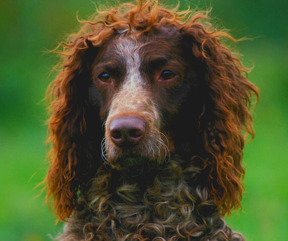 Spaniel de Pont-Audemer