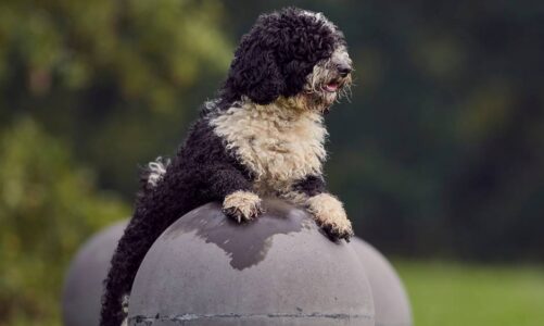 Descubre el carácter del perro de agua español: amor, lealtad y espíritu acuático