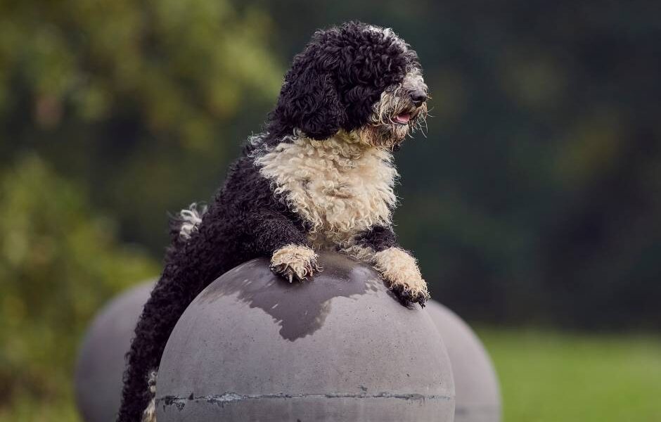 caracter perro de agua español