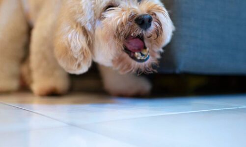 cómo entrenar perro para que no ladre