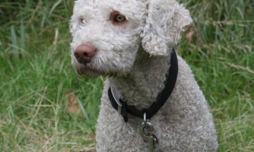 cuánto mide un perro de agua español