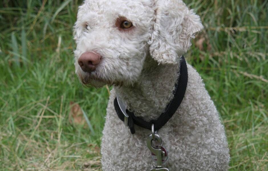 cuánto mide un perro de agua español