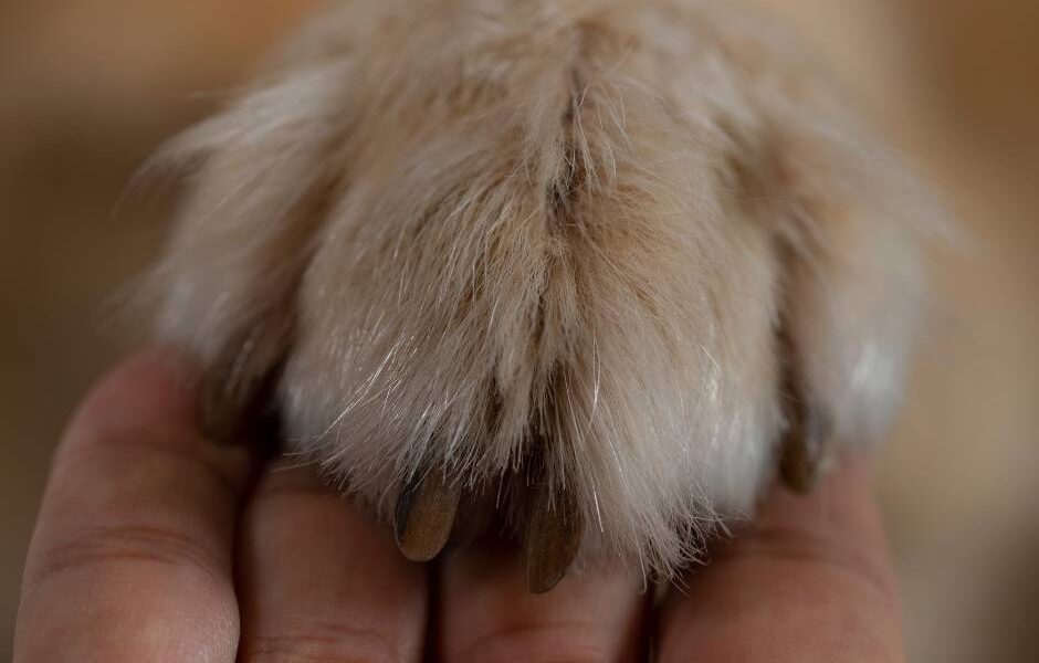 curiosidades del perro de aguas americano