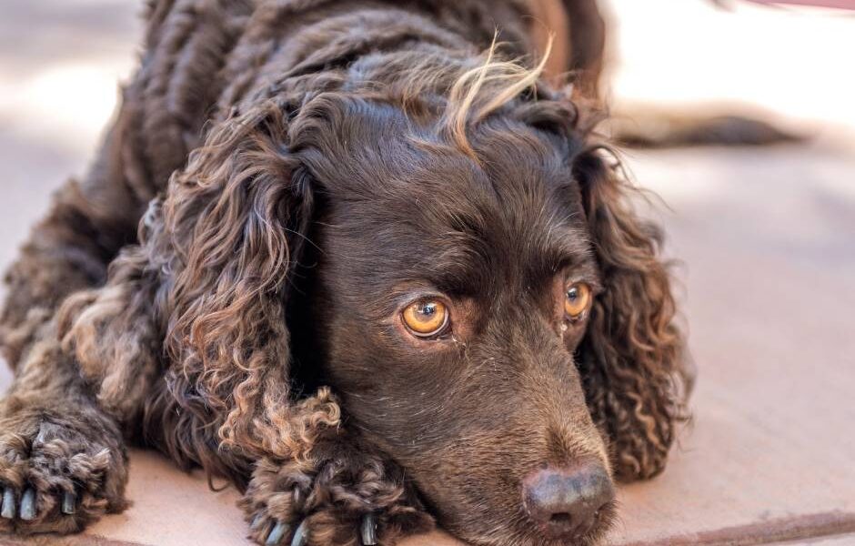 diferencias entre el perro de aguas americano