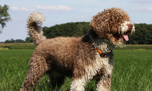 El Perro de Agua Español: Descubre por qué es el compañero canino perfecto