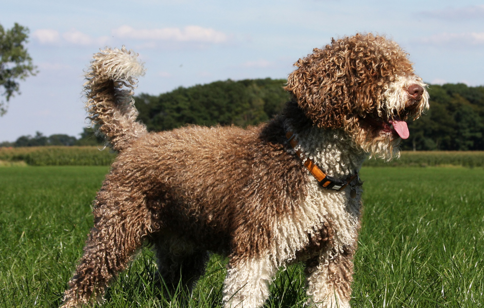 el perro de agua español