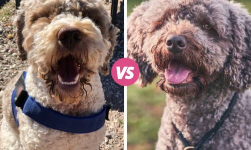 Perro lagotto romagnolo vs. perro de agua español: comparación de características y personalidad