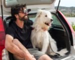 Todo lo que necesitas saber sobre las leyes españolas para viajar con tu perro en coche