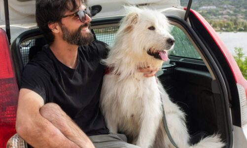 leyes españolas para viajar con tu perro en coche