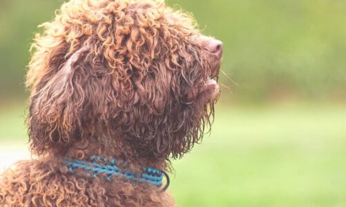 perro de agua español