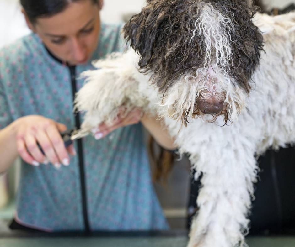 perro de agua rastas 1