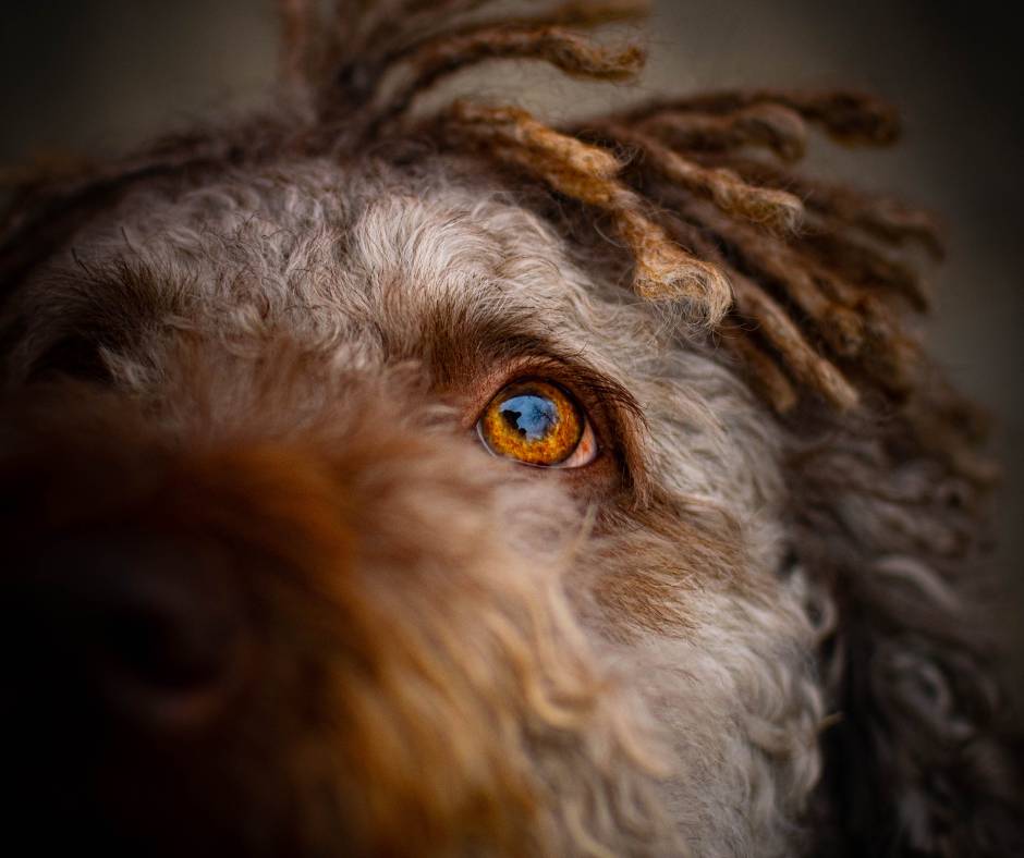 perro de agua rastas