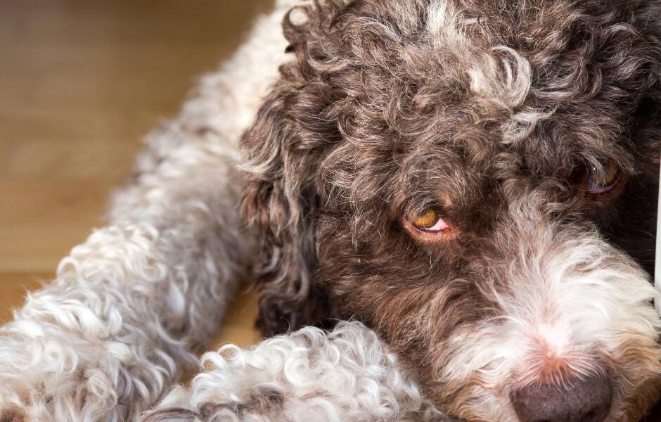 perro de aguas espanol