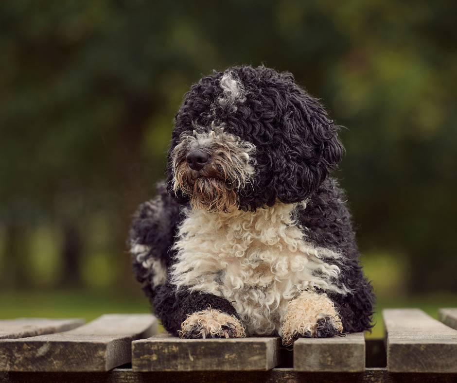 perro de aguas espanol