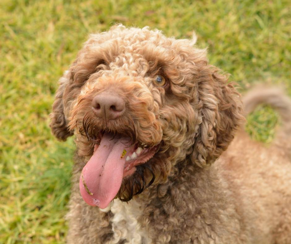 perro de aguas español