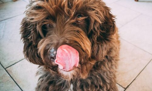 Tener un perro de agua español: todo lo que necesitas saber