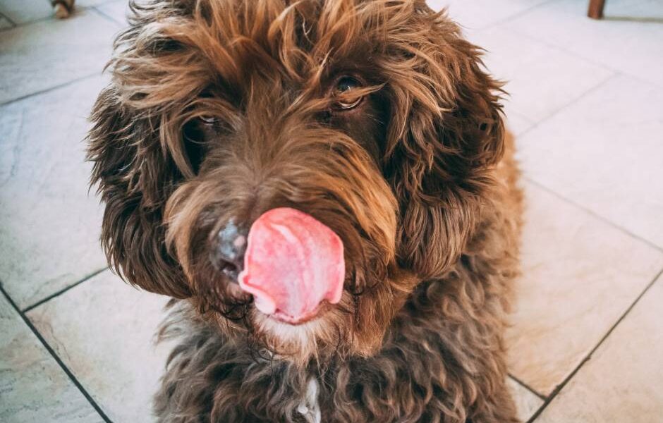 qué implica tener un perro de aguas español