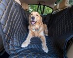 Guía completa para viajar con tu perro en coche: consejos y trucos