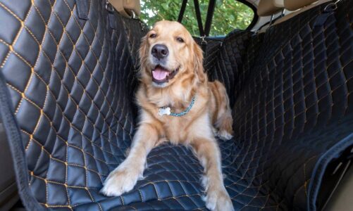 viajar con perro en coche