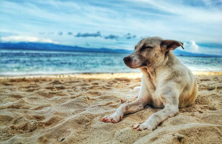 Consejos para visitar las playas donde viajar con perros en España