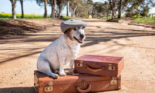 Dónde viajar con perros en España en primavera