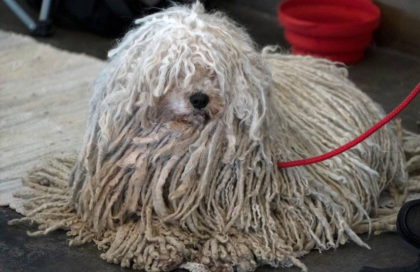 Perro de agua español con rastas