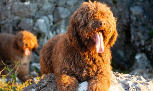 carácter perro de agua español