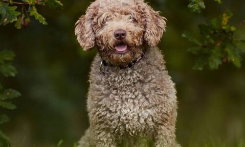 características del Perro de Agua Español