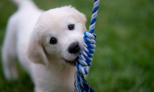 La importancia de esperar: ¿cuándo es el momento adecuado para sacar a tu cachorro a la calle?